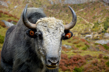Closeup view of the tibetian yak in the mountains