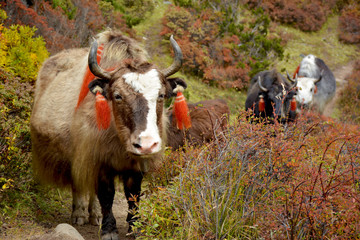 Several yaks passing to the pasture in the himalayan mountains