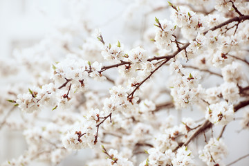 Apricot tree flower with buds and blossoms blooming at springtime, vintage retro floral background