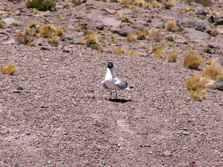 KONICA MINOLTA DIGITAL CAMERA