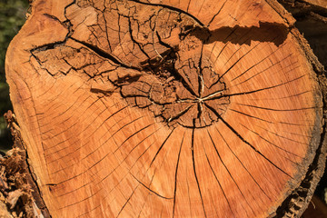 Tree texture background