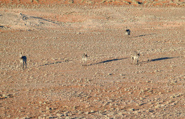 zebras in Namibia