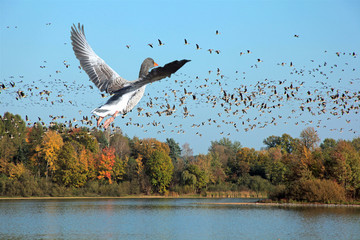 -Wildgänse im Abflug über die Moritzburger Teiche
