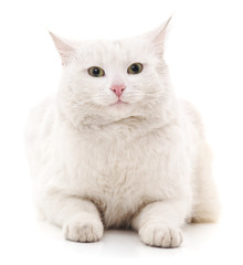 White cat.