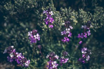 Blossoming flower in spring with very shallow focus