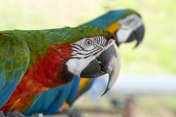 Close up macaw 