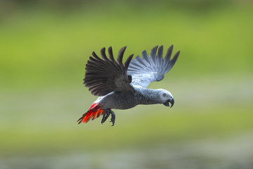 African grey parrot flying on green background