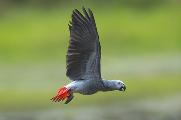 African grey parrot flying on green background