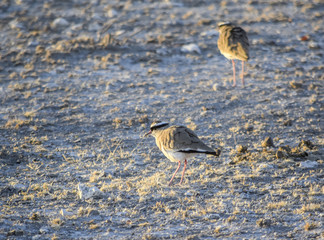 birds in Namibia