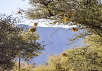 birds nests in Namibia