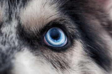 Husky blue eyes