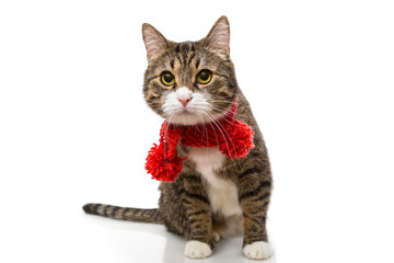 Gray cat in a red scarf