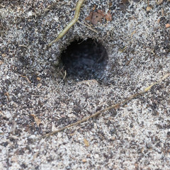 Hole in the ground