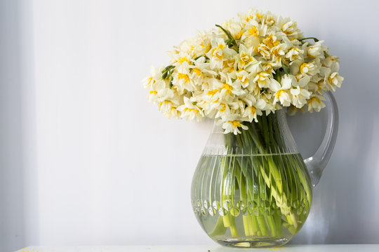 Narcissus