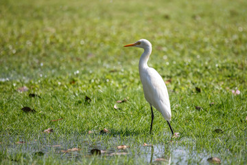 Egret on green grass at public park in Bangkok, Thailand.
