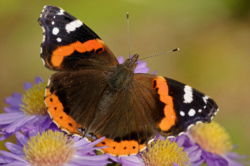 Admiral auf Herbstastern