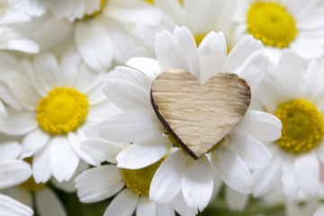 Obraz premium Daisy and Heart