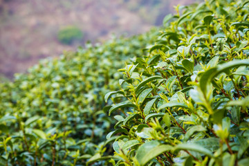Fresh green tea leaves close up on highland