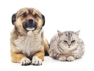 Cat and dog.