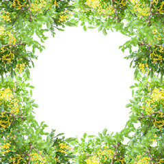 Green leaf and flower frame isolated on white background.