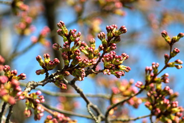 Soft cherry blossom buds in german garden. Shallow focus blue sky background.