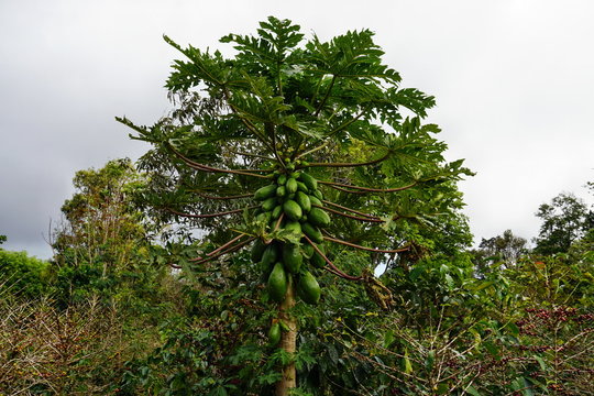 Papayabaum auf einer Kaffeeplantage in Panama
