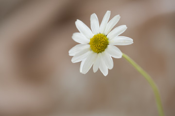 Obraz premium Daisy