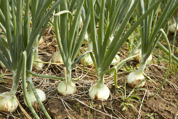 Obraz premium Onion plantation in the vegetable garden