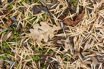 Background from autumn foliage on the ground