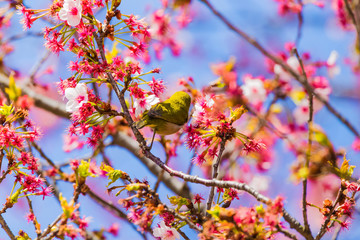 Obraz premium The Japanese White eye.The background is cherry blossoms(Prunus x kanzakura). Located in Tokyo Prefecture Japan.