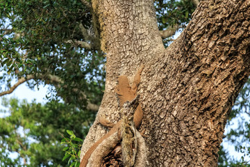 Monitor lizard in Sri Lanka