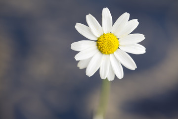 Obraz premium Daisy