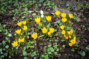 View of spring flowers crocus growing in wildlife. Yellow crocus one of the first signs of spring.