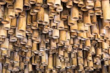Pattern of bamboo trees