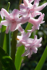 Obraz premium The flowers of hyacinth