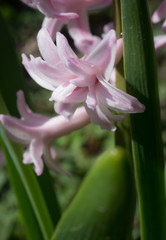 Flowers of hyacinth