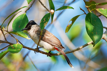 Sooty-headed Bulbul (pycnonotus aurigaster) sitting on a tree branch in a park in Thailand. 
