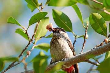 Sooty-headed Bulbul (pycnonotus aurigaster) holding berry, sitting on a tree branch.