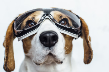 Head portrait of beagle dog in safety glasses looking away