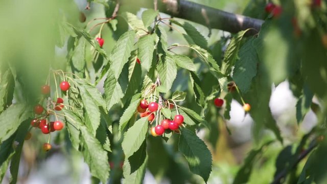Ripening cherries on a branch sways in the wind
