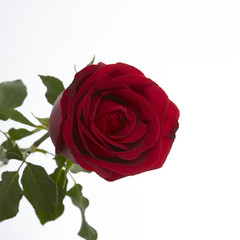 Fototapeta premium Long Stem Red Rose
