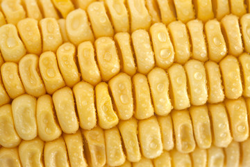 Fresh corn closeup