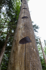 Bear Prints Burned into Wood Pole
