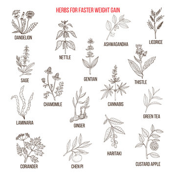 Best herbs for faster weight gain
