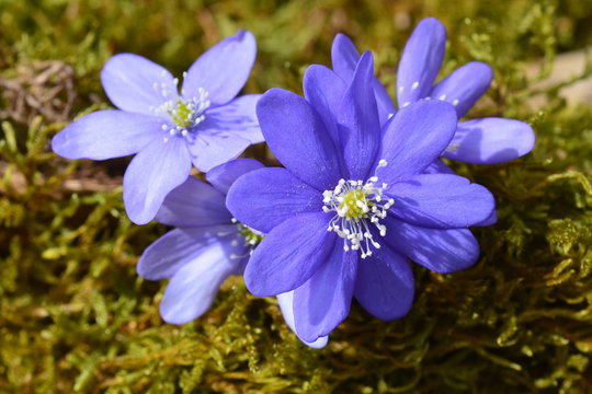 hepatica nobilis 2