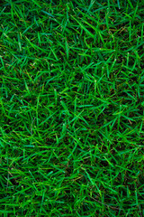 Green natural grass texture