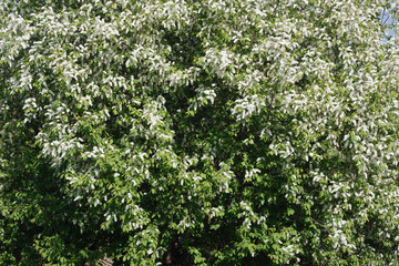 Fototapeta na wymiar Bird cherry blooms natural wallpaper