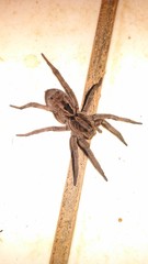  Beautiful spider