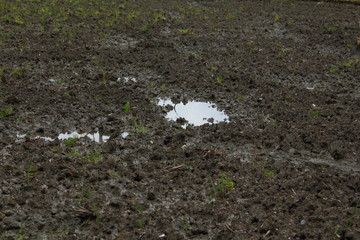泥土と水たまり