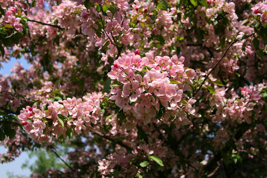Spring. Flowering wild apple with pink flowers.